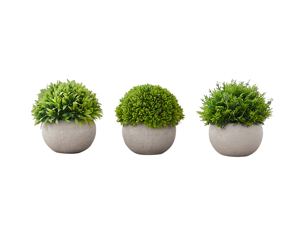 Ensemble de plantes 5 po - Herbes