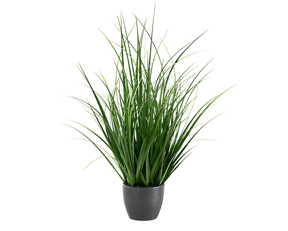 Plante en pot 23 po Herbe