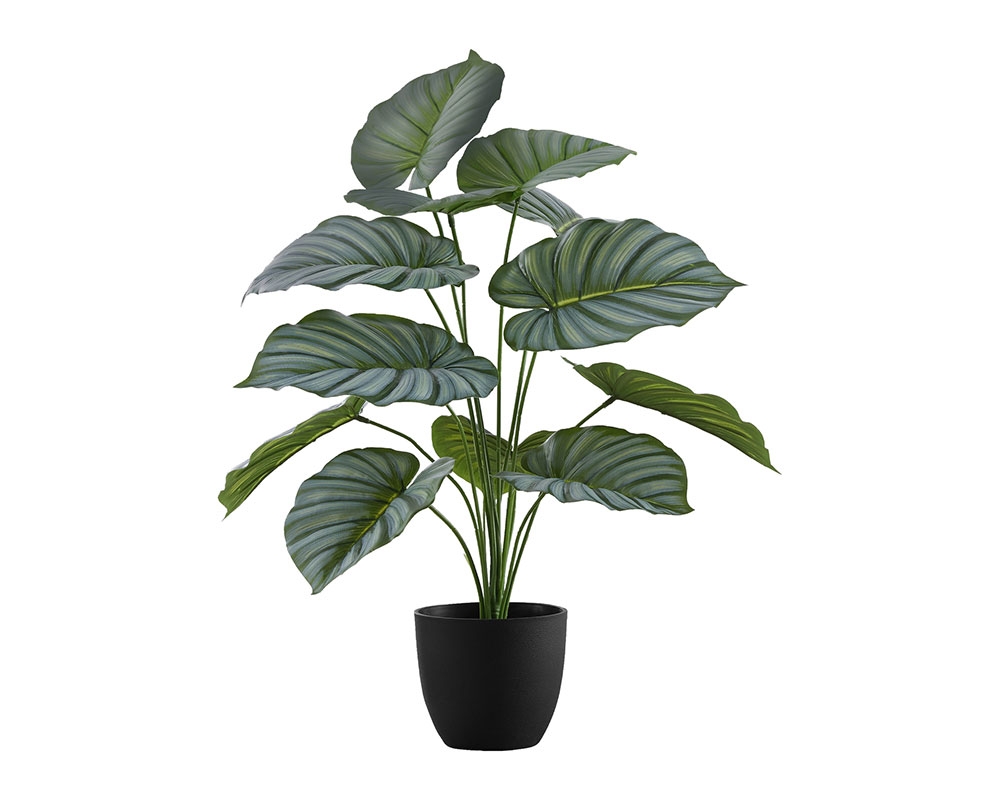 Plante en pot 24 po Calathea