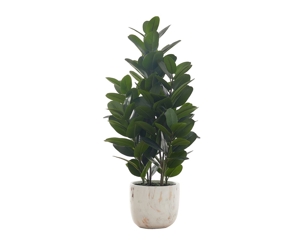 Plante en pot 31 po - Garcinia