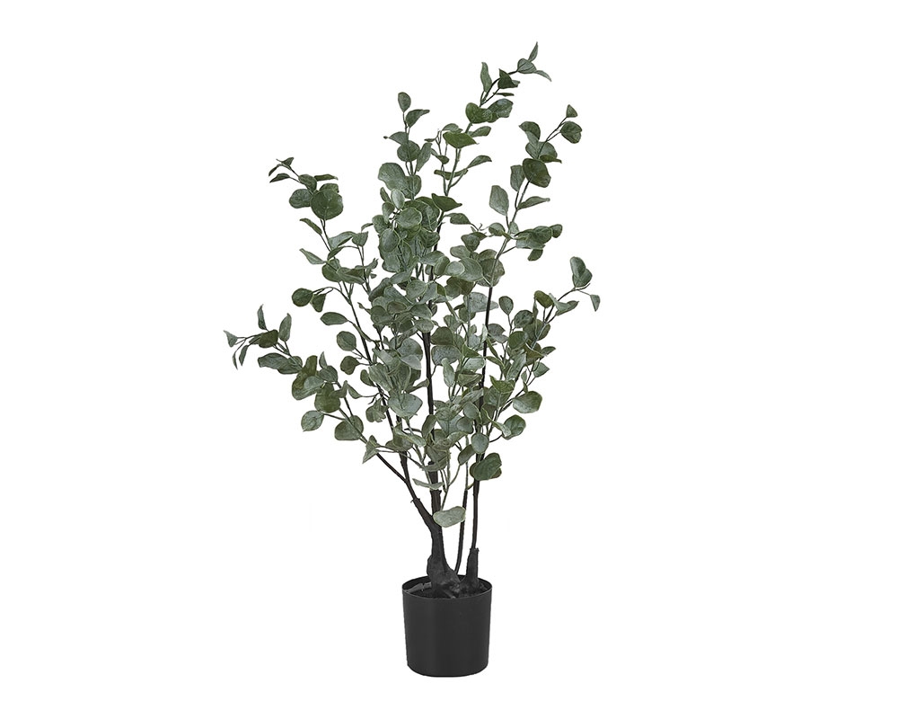 Plante en pot 35 po - Eucalyptus