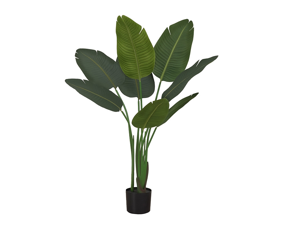 Plante en pot 44 po - Oiseau du paradis