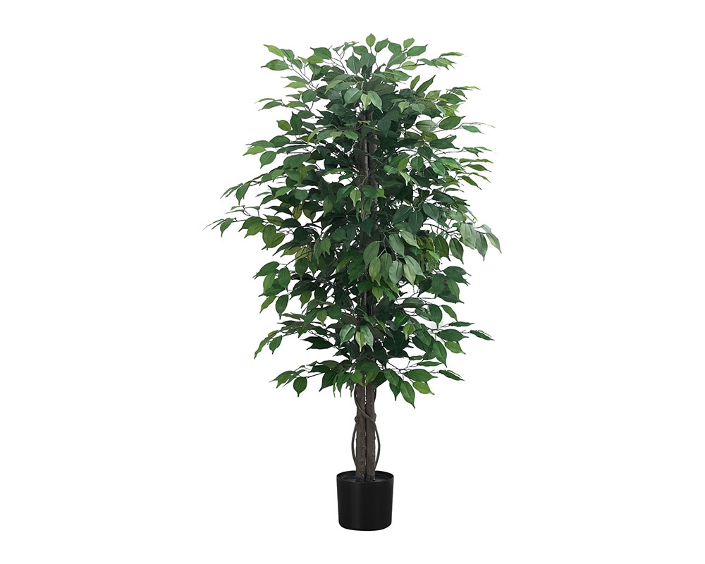 Plante en pot 58 po Ficus