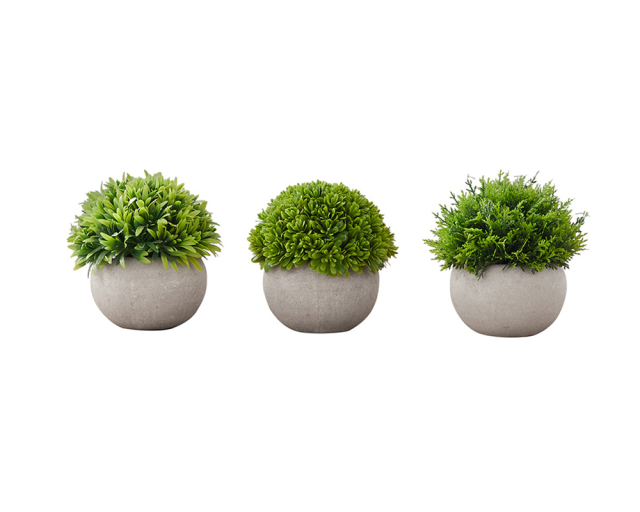 Ensemble de plantes 5 po - Herbes