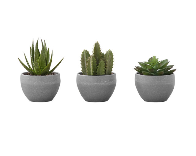 Ensemble de plantes 6 po Succulentes