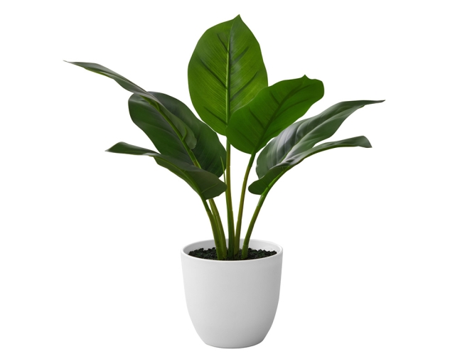 Plante en pot 17 po Aureum