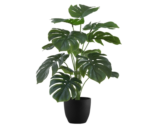 Plante en pot 24 po - Monstera