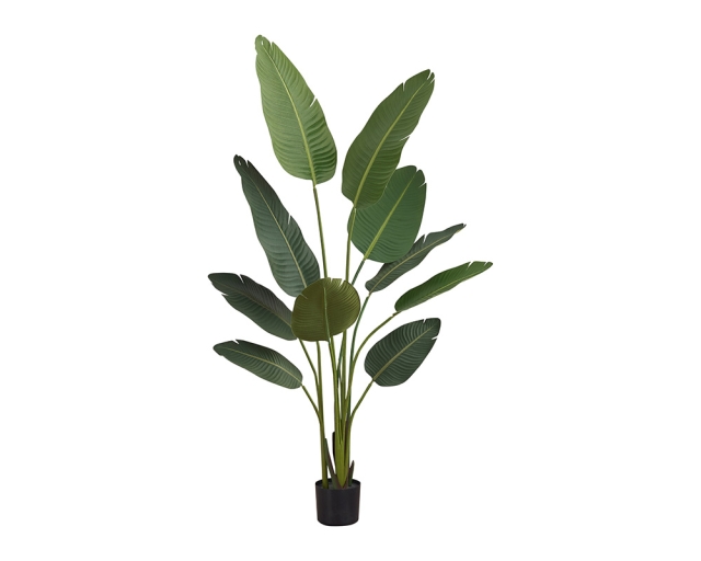 Plante en pot 60 po - Oiseau du paradis